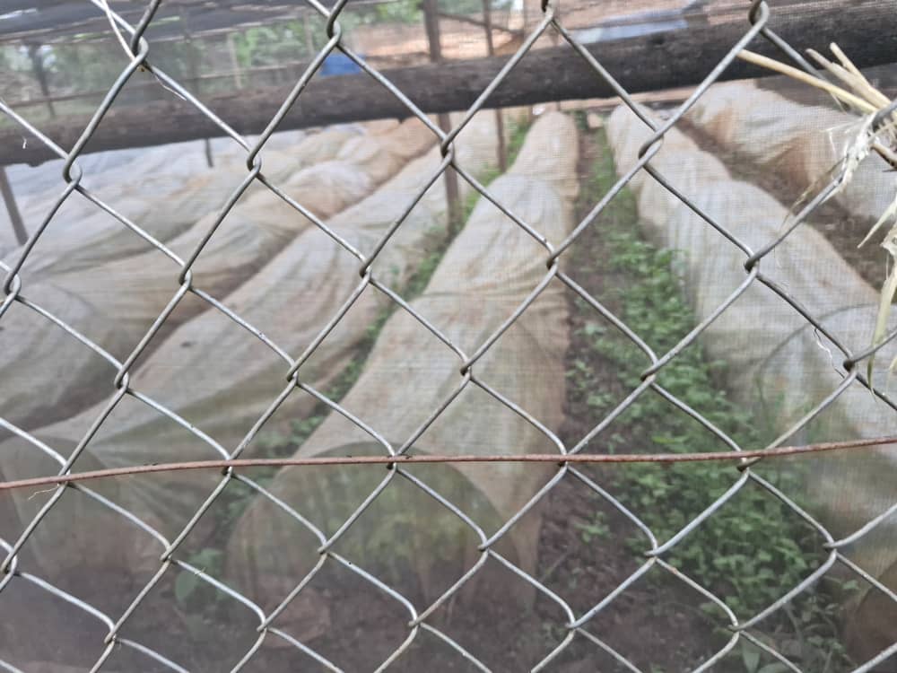 Reihen bedeckter Pflanzen wachsen in einem umzäunten Garten.