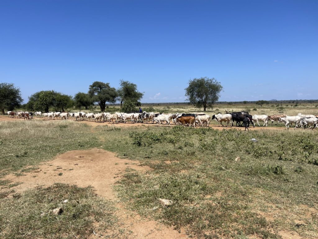Große Rinderherde wandert durch die afrikanische Savanne