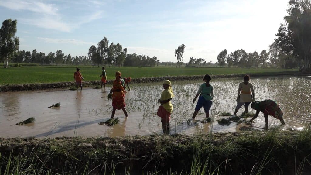 Frauen pflanzen Reissetzlinge in einem überfluteten Reisfeld.