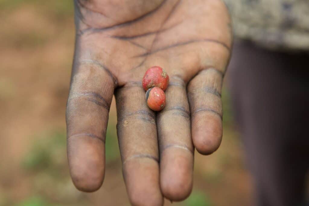 Eine Nahaufnahme einer ausgestreckten Hand, die drei kleine rote Kaffeekirschen hält. Die Hand der Person ist schmutzig, was darauf hindeutet, dass sie kürzlich mit Erde oder Pflanzen gearbeitet hat. Der Hintergrund ist unscharf und erdig.