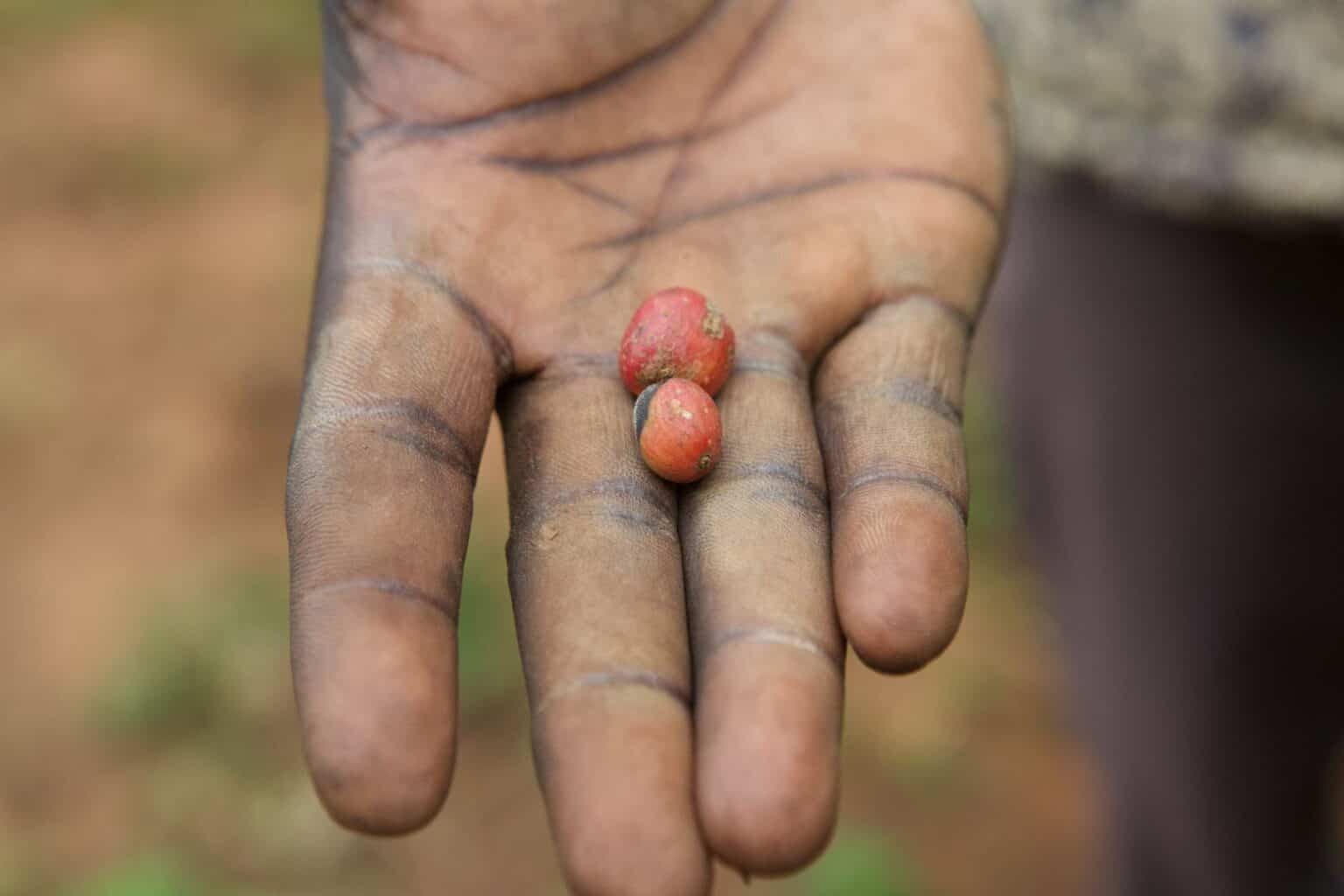 Eine Nahaufnahme einer ausgestreckten Hand, die drei kleine rote Kaffeekirschen hält. Die Hand der Person ist schmutzig, was darauf hindeutet, dass sie kürzlich mit Erde oder Pflanzen gearbeitet hat. Der Hintergrund ist unscharf und erdig.