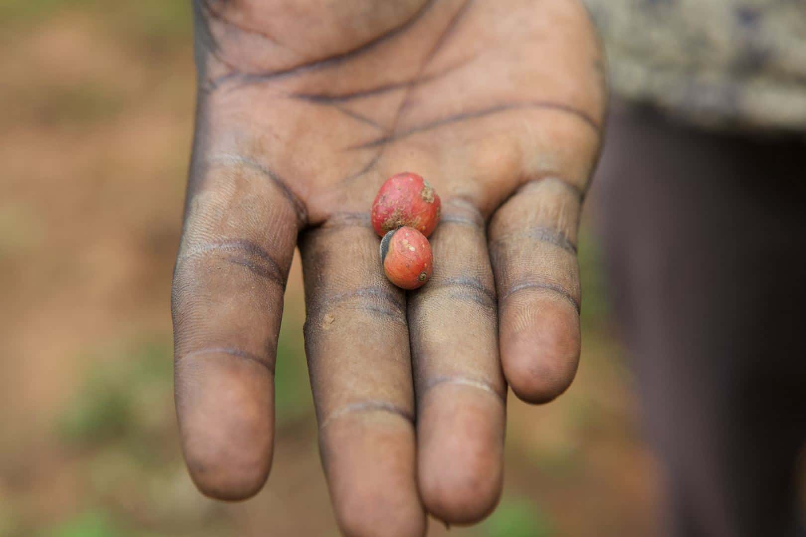 Eine Nahaufnahme einer ausgestreckten Hand, die drei kleine rote Kaffeekirschen hält. Die Hand der Person ist schmutzig, was darauf hindeutet, dass sie kürzlich mit Erde oder Pflanzen gearbeitet hat. Der Hintergrund ist unscharf und erdig.