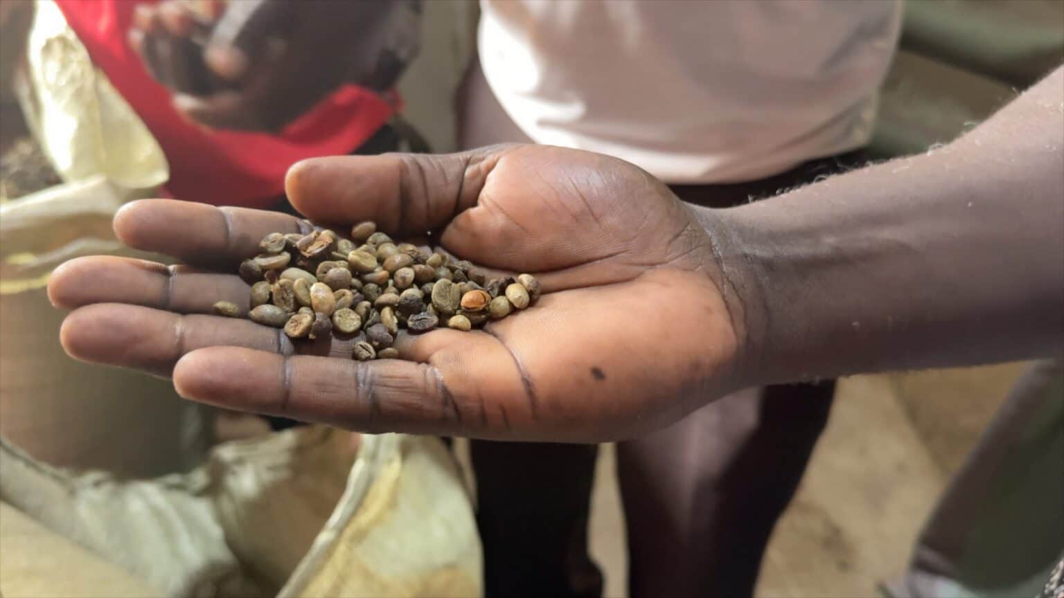 Eine Nahaufnahme der Hand einer Person, die mehrere rohe, ungeröstete Kaffeebohnen hält, im Hintergrund sind Säcke und eine weitere Person verschwommen zu sehen.