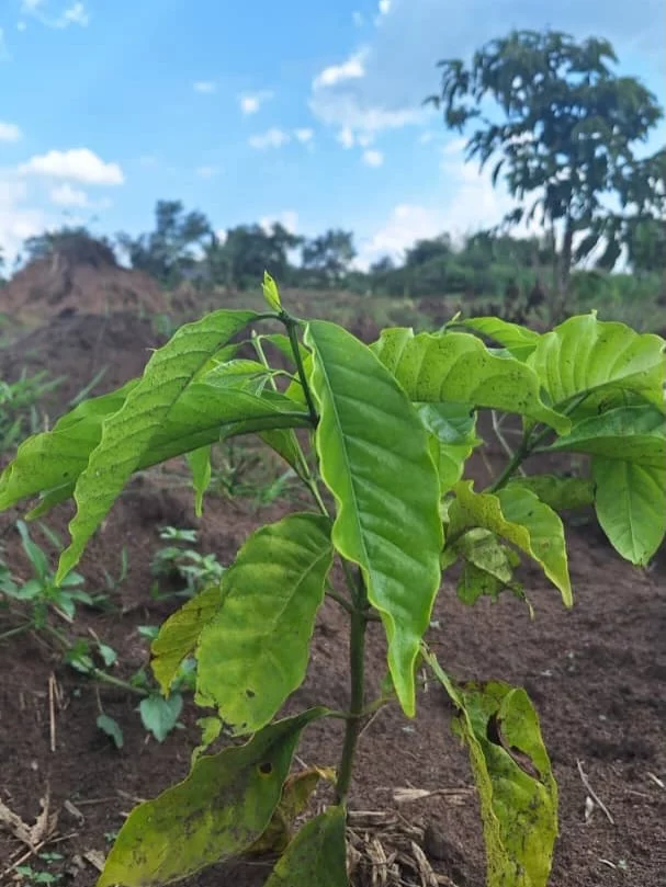 Unser Kaffeeprojekt entwickelt sich besser als wir es uns je erhofft hätten. 
Seit unserem letzten Besuch sind die Pflanzen sichtbar gewachsen und haben deutlich an Stärke gewonnen. 
Mit jedem Tag wird deutlicher, welches Potenzial in diesem Projekt steckt. 
Die Vorfreude auf die kommende Ernte wächst ebenso wie die Pflanzen selbst. 
Denn jeder einzelne Schritt bringt uns näher an unser Ziel. 
Der Erlös aus der Ernte wird direkt dort eingesetzt, wo er am meisten gebraucht wird. 
Kinder erhalten Zugang zu Bildung, regelmäßiger Nahrung und neuen Perspektiven. 
Was hier entsteht, ist mehr als nur Kaffee – es ist eine nachhaltige Chance auf Veränderung. 
Wir sehen, wie aus kleinen Anfängen etwas Großes wächst. 
Und genau das motiviert uns, weiterzumachen und noch mehr zu erreichen. 
Gemeinsam schaffen wir Hoffnung, die langfristig wirkt. 

#Kaffeeprojekt #BildungFürAlle #Nachhaltigkeit #Hoffnung #ZukunftGestalten SozialesProjekt Entwicklungshilfe GemeinsamStark