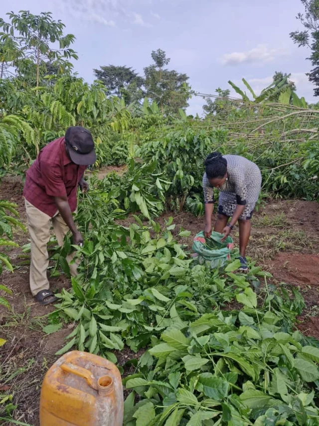 Unser Kaffeeprojekt in Uganda wächst Schritt für Schritt weiter. Aktuell sind die Bauarbeiten auf den Ackerflächen in vollem Gange und schaffen die Grundlage für eine nachhaltige Zukunft. Die jungen Kaffeepflanzen haben sich bereits gut verwurzelt und entwickeln sich vielversprechend. Auch wenn sie aufgrund ihres Alters noch keinen Ertrag bringen, ist ihr Wachstum ein wichtiges Zeichen für das, was kommt. In der umliegenden Natur sehen wir bereits viele ausgewachsene Kaffeepflanzen, die uns Hoffnung und Motivation geben. Sie zeigen, welches Potenzial in diesem Projekt steckt. Mit jedem Fortschritt kommen wir unserem Ziel näher, langfristig Perspektiven vor Ort zu schaffen. Der Weg ist noch lang, aber die Entwicklung macht Mut. Danke an alle, die dieses Projekt unterstützen und daran glauben. Gemeinsam schaffen wir echte Chancen für die Zukunft.
#Kaffeeprojekt #Uganda #Nachhaltigkeit #ZukunftSchaffen #BildungFördern HoffnungGeben GemeinsamStark SozialeProjekte Kaffeeanbau PerspektivenSchaffen
